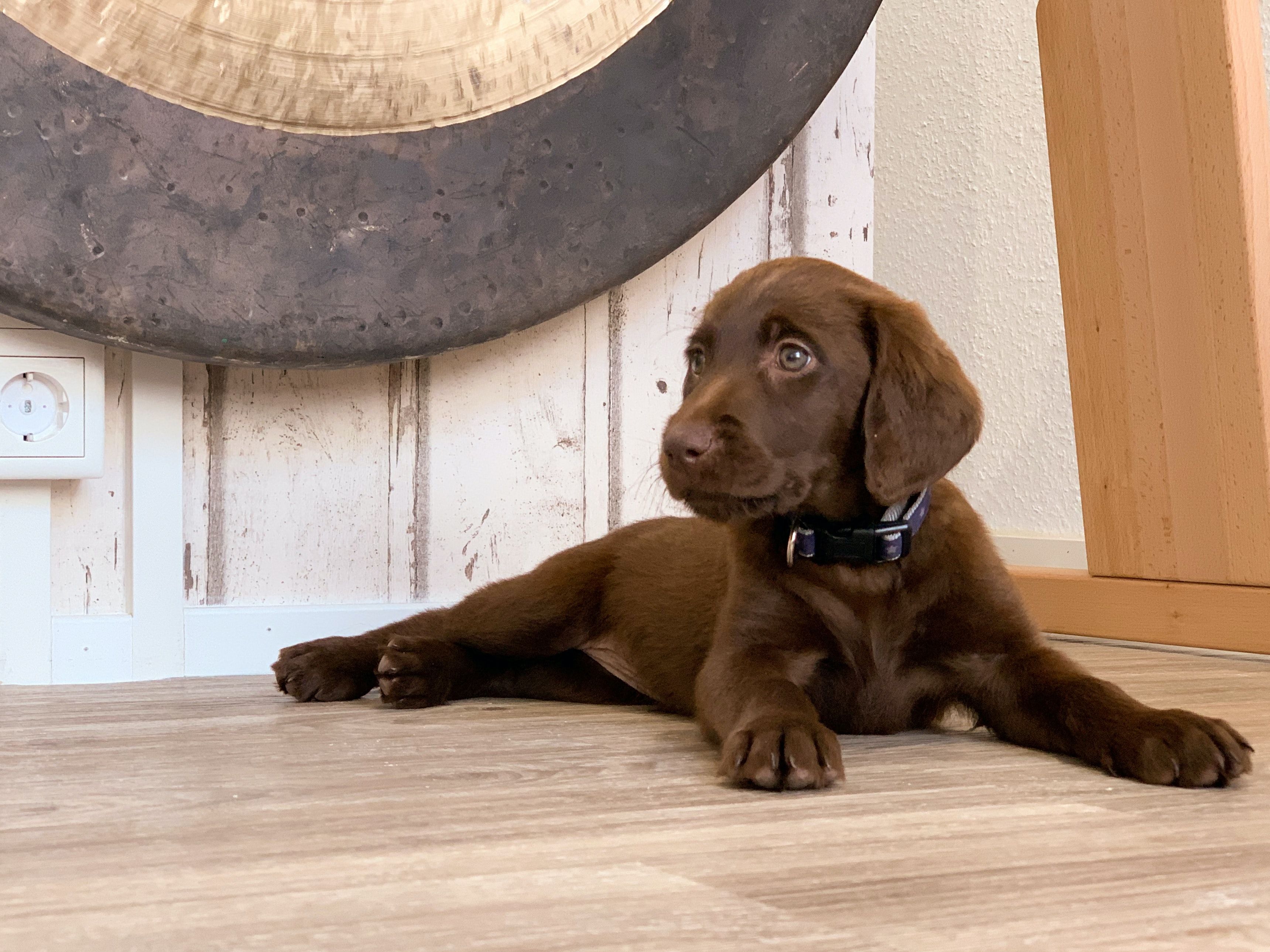 Cão esperando atendimento veterinário