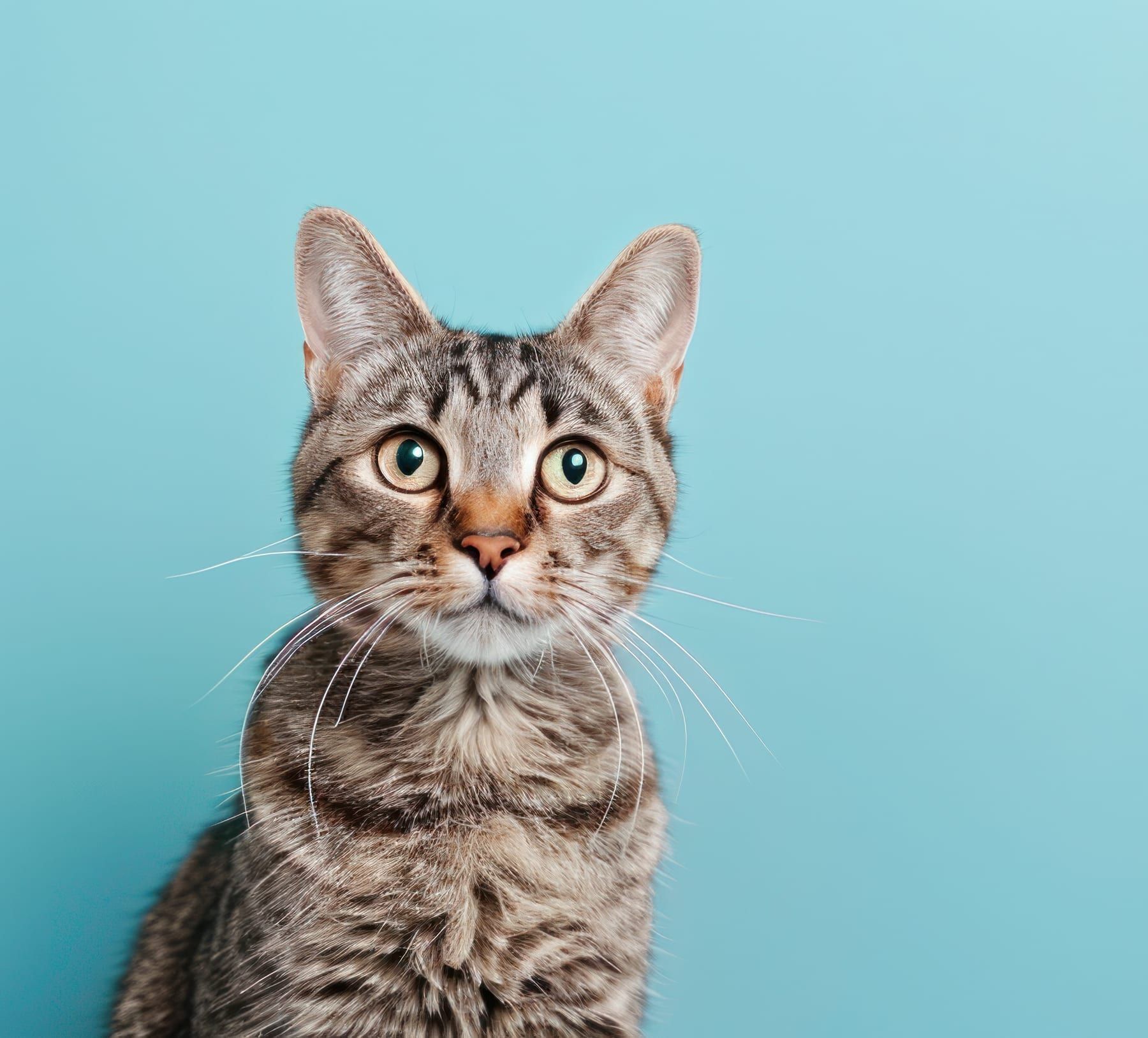 Gato atendido pela Vet Mais Três Fronteiras